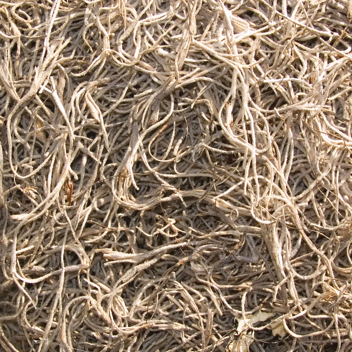 Thing Soil & Soil Amendments 250-cu in Spanish Moss 2 Thing Soil & Soil Amendments 250-cu in Spanish Moss - Image 2