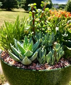 AKASHA Landscaping Rock 4-lb Indoor Decorative Rock -SoilCraft Shop 08250211