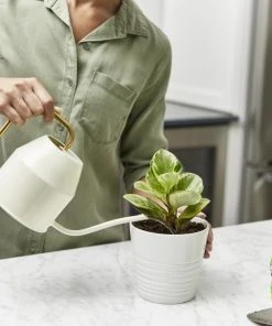 Miracle-Gro Soil & Soil Amendments Perlite Improves Soil Structure -SoilCraft Shop 12190891