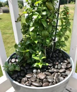 AKASHA Landscaping Rock 5-lb Black Indoor Decorative Rock -SoilCraft Shop 17076050